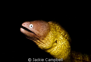 White eyed Moray
Canon S90, dual Inon strobes. by Jackie Campbell 